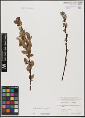 Foto von Salix aurita L. x Salix caprea L.